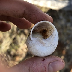 Xanthomelon pachystylum