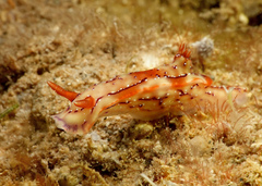 Hypselodoris krakatoa