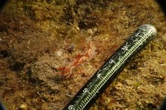 Hypselodoris krakatoa