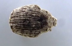 Acanthoscelidius acephalus