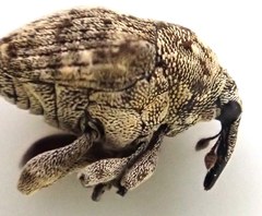 Acanthoscelidius acephalus