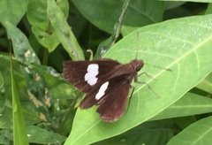 Notocrypta paralysos varians