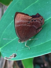 Abisara saturata kausambioides