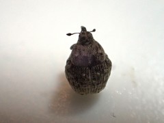 Acanthoscelidius acephalus