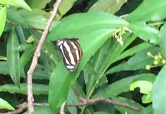 Athyma nefte subrata