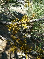 Arceuthobium campylopodum