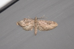 Eupithecia graefii