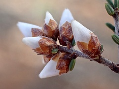 Cryptandra magniflora