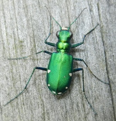 Six-spotted Tiger Beetle - Photo (c) Jonathan (JC) Carpenter, some rights reserved (CC BY-NC), uploaded by Jonathan (JC) Carpenter