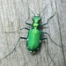Six-spotted Tiger Beetle - Photo (c) Jonathan Carpenter, some rights reserved (CC BY-NC), uploaded by Jonathan (JC) Carpenter