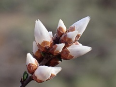 Cryptandra magniflora