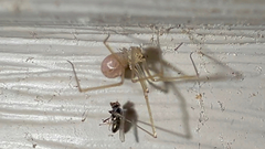 Spermophora senoculata