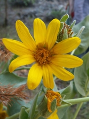 Wyethia mollis