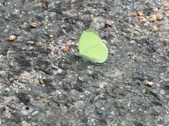 Gandaca harina distanti