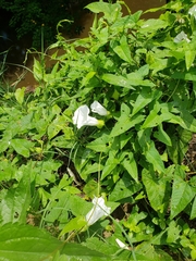 Calystegia silvatica fraterniflora