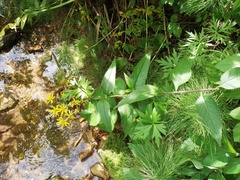 Senecio sarracenicus