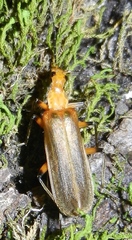 Podabrus protensus