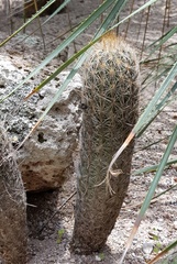 Thelocactus hastifer