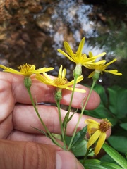 Senecio sarracenicus