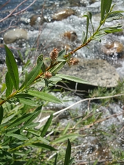 Salix orestera