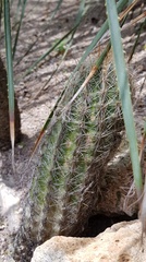Thelocactus hastifer