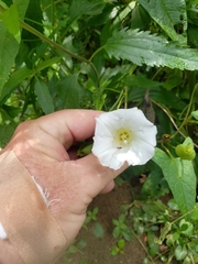 Calystegia silvatica fraterniflora