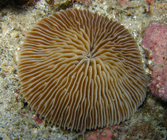 Pleuractis granulosa
