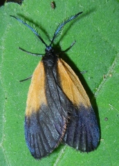 Pyromorpha dimidiata
