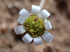 Brachyscome lineariloba