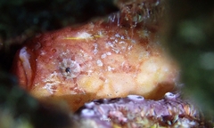 Antennatus tuberosus