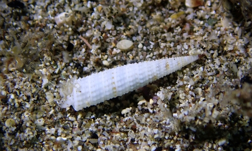 Euthymella concors observed 2022-07-04
