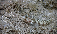 Gnatholepis cauerensis