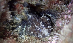 Scorpaenodes kelloggi