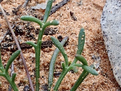 Brachyscome lineariloba