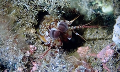 Odontodactylus brevirostris