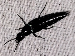 Philonthus caeruleipennis
