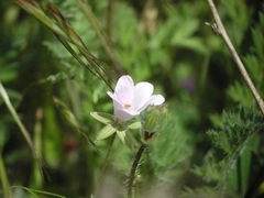 Erodium cicutarium