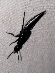 Philonthus caeruleipennis