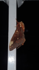 Citheronia beledonon