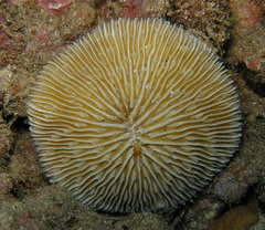 Pleuractis granulosa