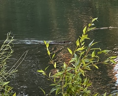Castor canadensis