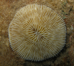 Pleuractis granulosa