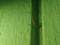 Aneflomorpha lineare