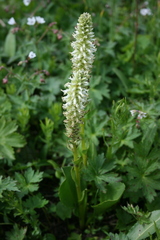 Lagotis integrifolia