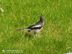 Copsychus saularis