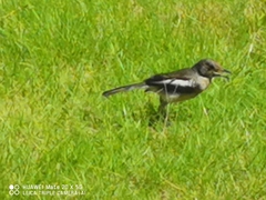 Copsychus saularis
