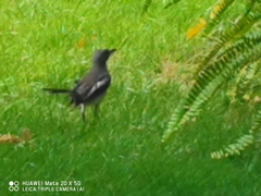 Copsychus saularis