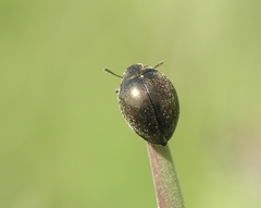 Lamprobyrrhulus nitidus