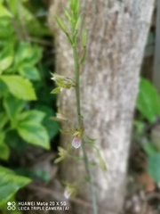 Eulophia graminea