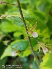 Eulophia graminea
